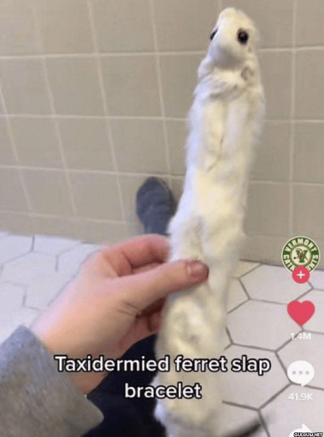 CATE 14M Taxidermied...